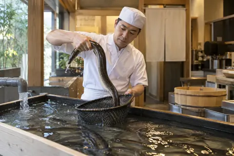 生きたうなぎを水槽から出す職人（うなぎの写真 No.23）