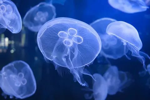 水族館・動物園・テーマパークの写真 No.2