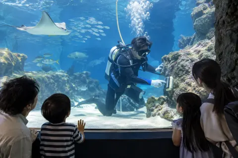 水そうの中をそうじするダイバー（水族館・動物園・テーマパークの写真 No.19）