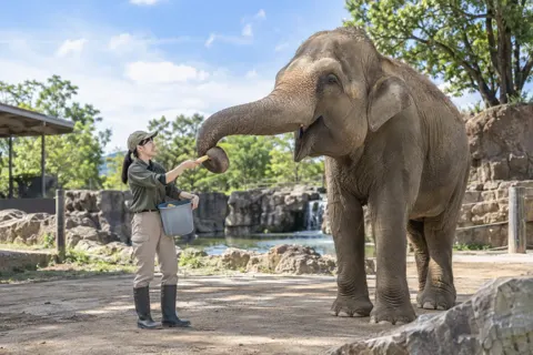 ゾウにえさをやる飼育員（水族館・動物園・テーマパークの写真 No.21）