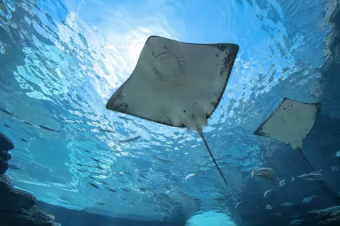 水族館・動物園・テーマパークの写真 No.13
