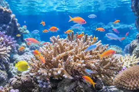 水族館・動物園・テーマパークの写真 No.14