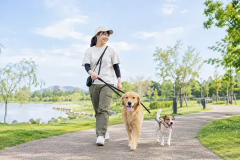 犬を散歩させるスタッフ（ペットホテル・ドッグランの写真 No.19）