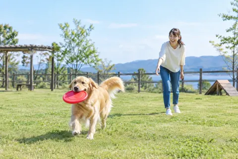 フリスビーをくわえる犬と飼い主（ペットホテル・ドッグランの写真 No.27）