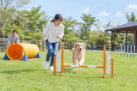 トンネルやハードルで遊ぶ犬と飼い主（ペットホテル・ドッグランの写真 No.30）