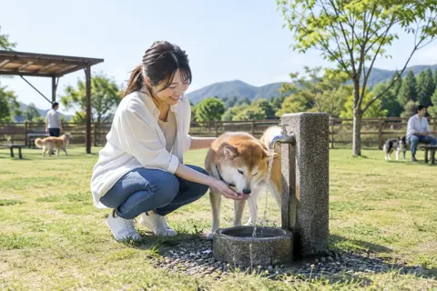 水飲み場で水を飲む犬と飼い主（ペットホテル・ドッグランの写真 No.31）