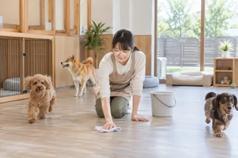 犬の部屋の床をふくスタッフ（ペットホテル・ドッグランの写真 No.34）