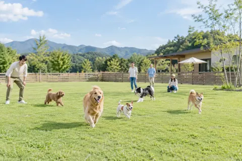 芝生の広いドッグランの全体と犬たち（ペットホテル・ドッグランの写真 No.36）